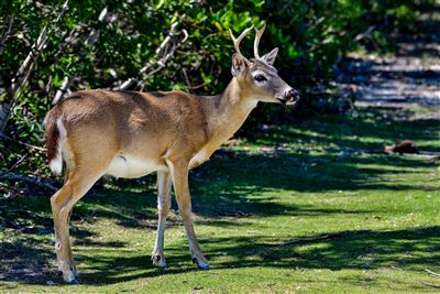Key Deers - Rehwild